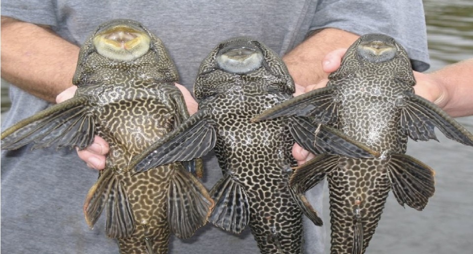 清道夫魚成順德一餐廳特色菜以水體汙物為主食它們如何危害我國水域