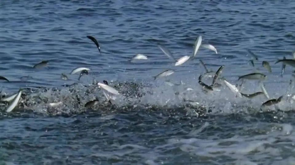 海上就报道得相对稀少了,这次汕头大量鱼跃的现象也引发了网友的猜测