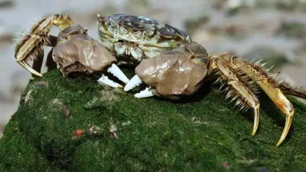 螃蟹蚤状幼体图片