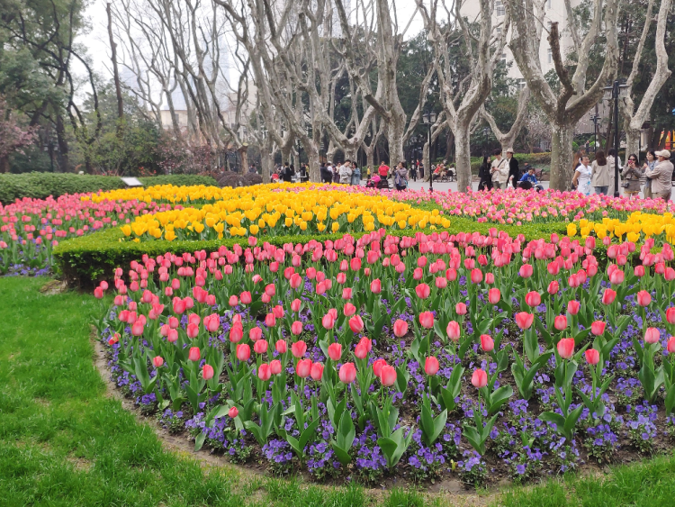 被"卷"到的上海绿化带,到底有多美?|周到拍客