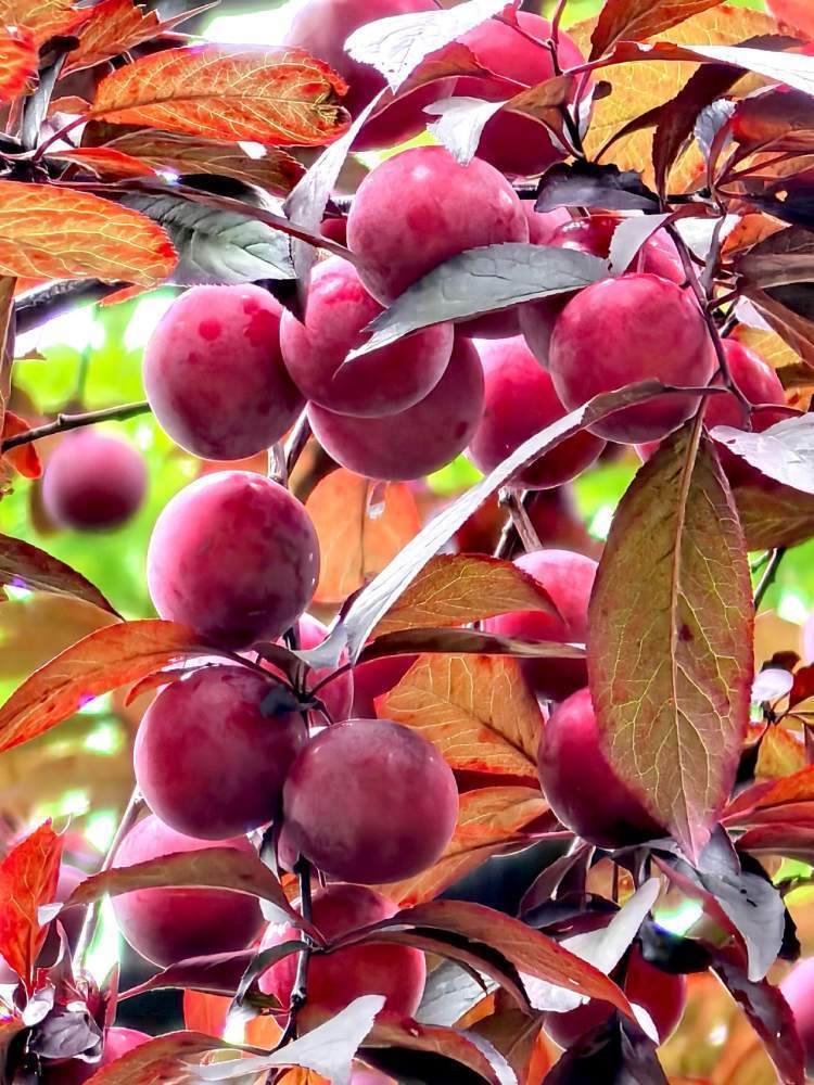 夏日紫叶李的硕果.