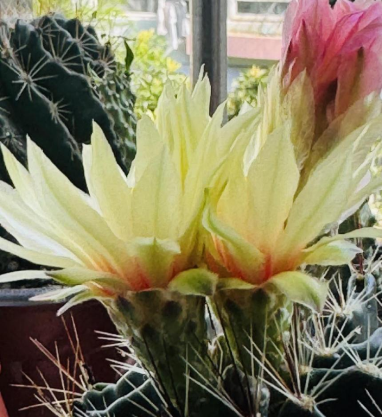 仙人球开花