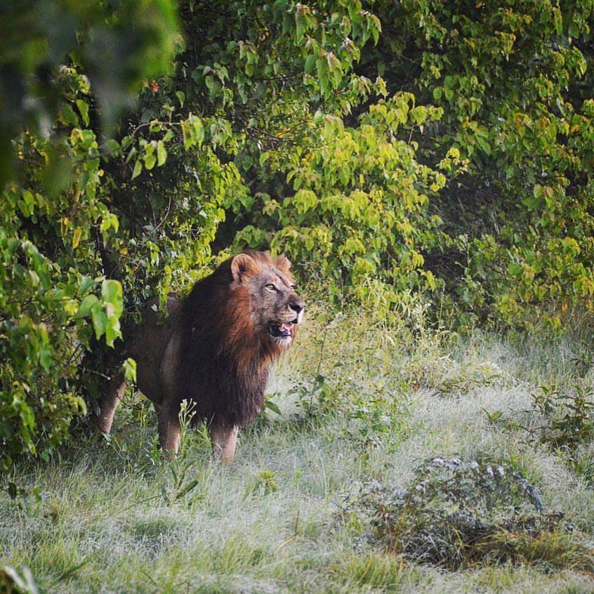 只有雄狮才有鬃毛?博茨瓦纳现长鬃毛的母狮,它为何"女扮男装"