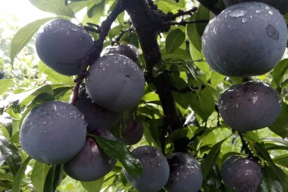 今年"最固执"的水果,口碑下滑的黑布林李子,真不如直接涨价卖