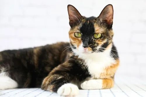 玳瑁猫太丑了没人要?它的优点可是多到数不过来呢