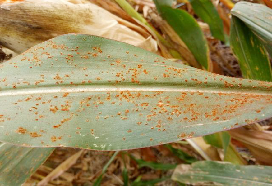 8月中旬至9月下旬,预计8000万亩玉米南方锈病重发,如何应对?