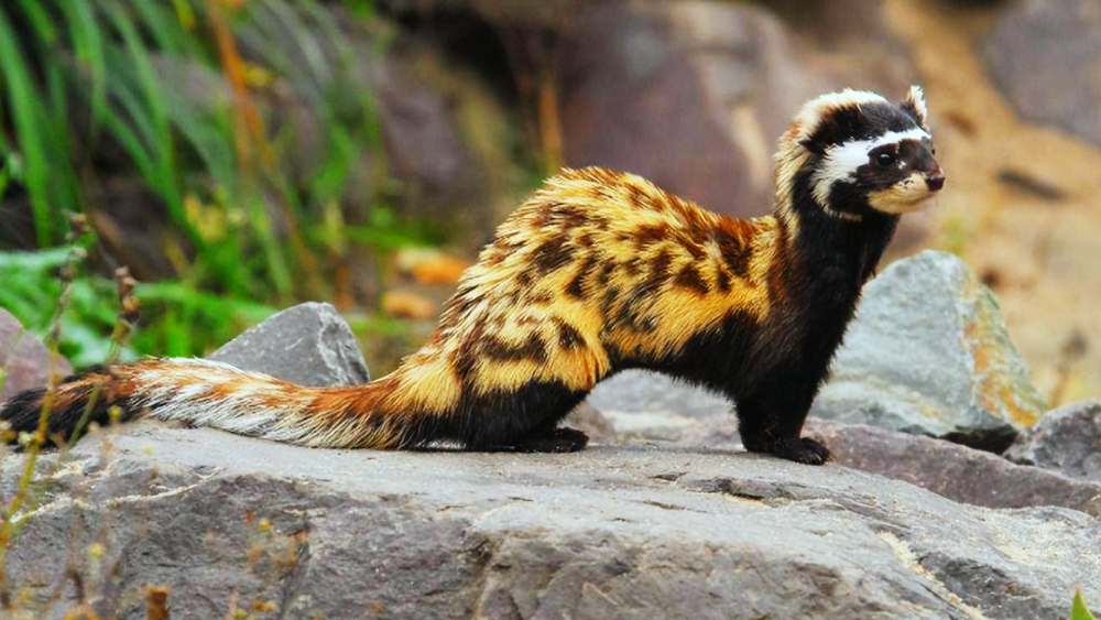 萌兽出没!奶凶奶凶神奇小兽现新疆一棉花地,身穿虎皮衣,头戴黑眼罩