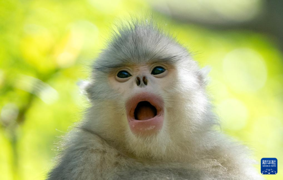 一只滇金丝猴在林间发出叫声