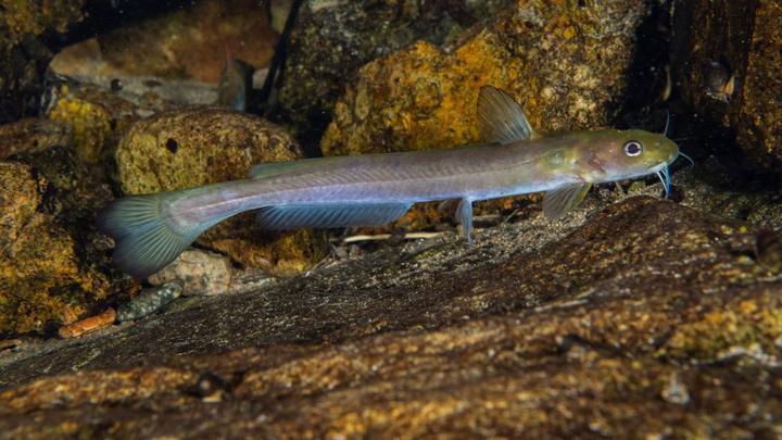 浙江遂昌发现鱼类新物种