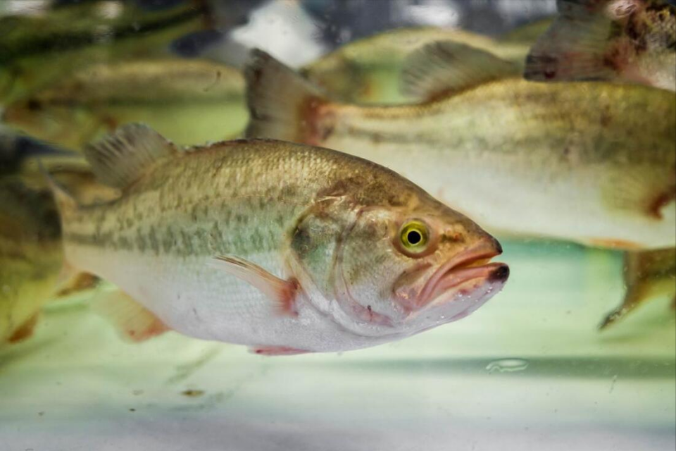 买鲈鱼时,挑"肚子胖"还是"肚子瘦"的?区别挺大,别再买错了_腾讯新闻