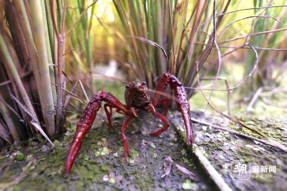 天山脚下水稻田 养出鲜灵灵小龙虾