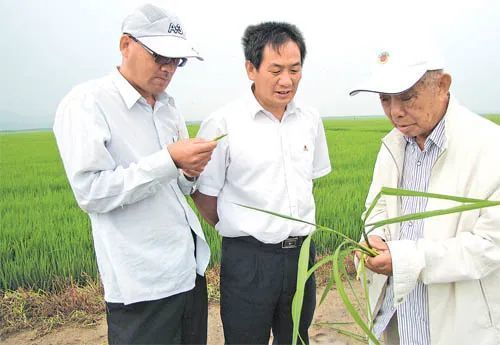 95岁杂交稻奠基人走了南袁北杨俱往矣