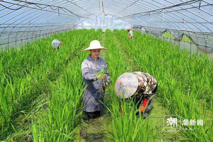 金华:春分时节育种忙_腾讯新闻
