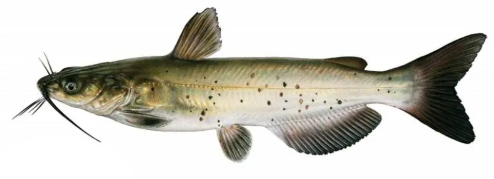 这鱼是入侵物种,很多人却把它错当"国二"芝麻剑