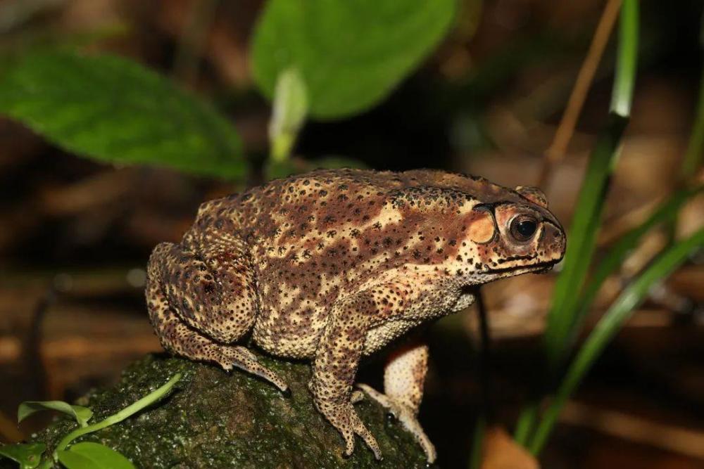 蜂窝状,肺上布满了毛细血管,气体交换在这里进行,两栖类动物没有胸廓