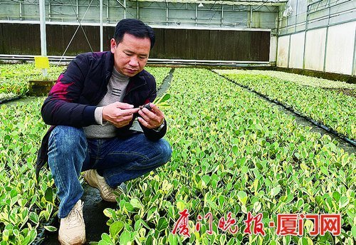 厦门鲜花（厦门鲜花批发电话地址） 第1张