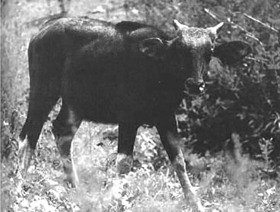 12头白袜子野牛现身西双版纳,性情凶猛刚烈,居然老虎都怕它!