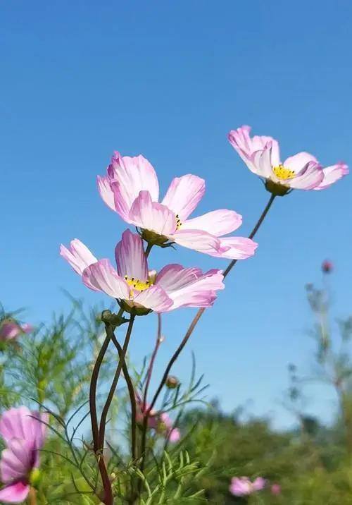 格桑花图案图片