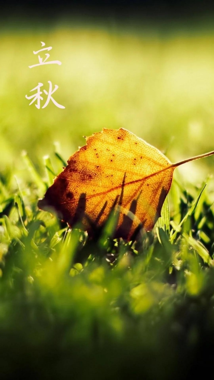立秋后燥意渐起，养肺正当时！食莲藕等3宝