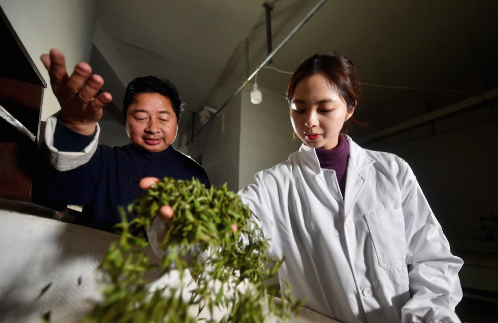 同心共筑，统战力量！周颖：点茶成金的径山茶仙子