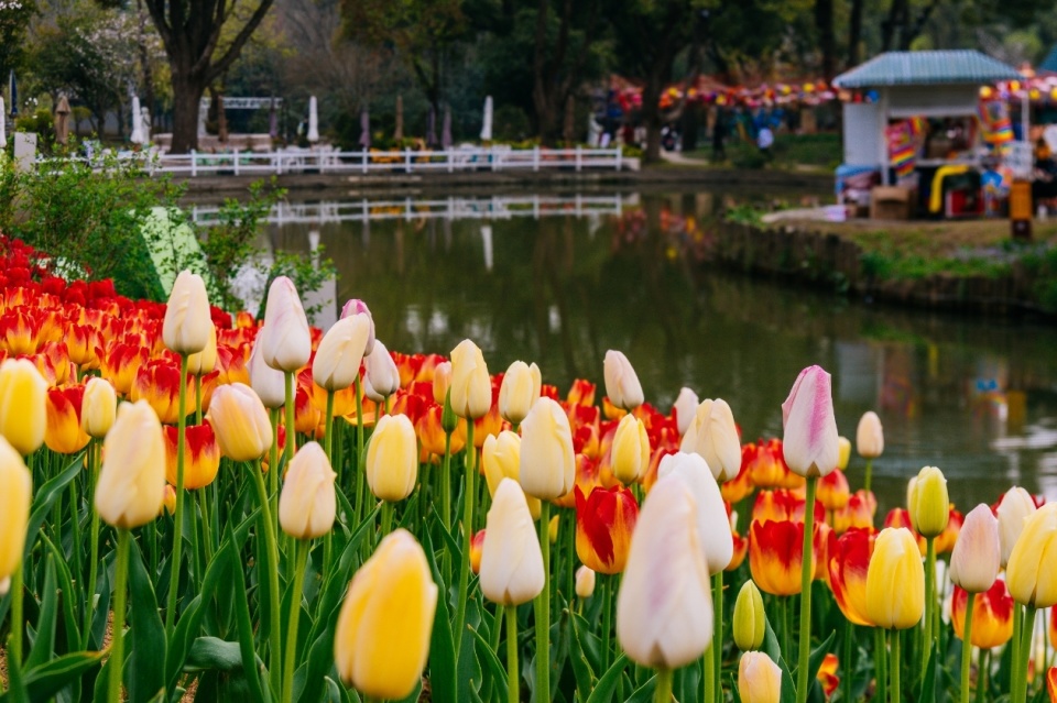 无锡梅园郁金香花