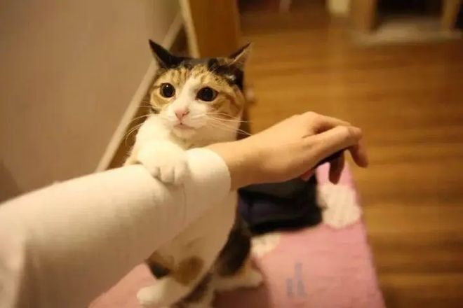 为什么有些人很招猫咪喜欢，传说中的吸猫体质有哪些特征？_腾讯新闻