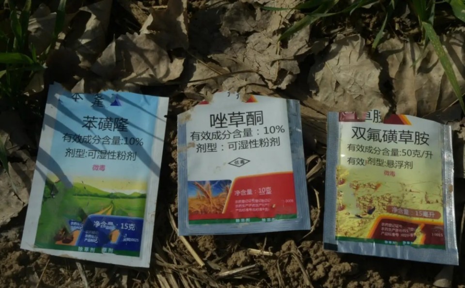 农民为小麦除草杂草中毒后又恢复生长哪些原因导致