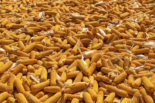 641