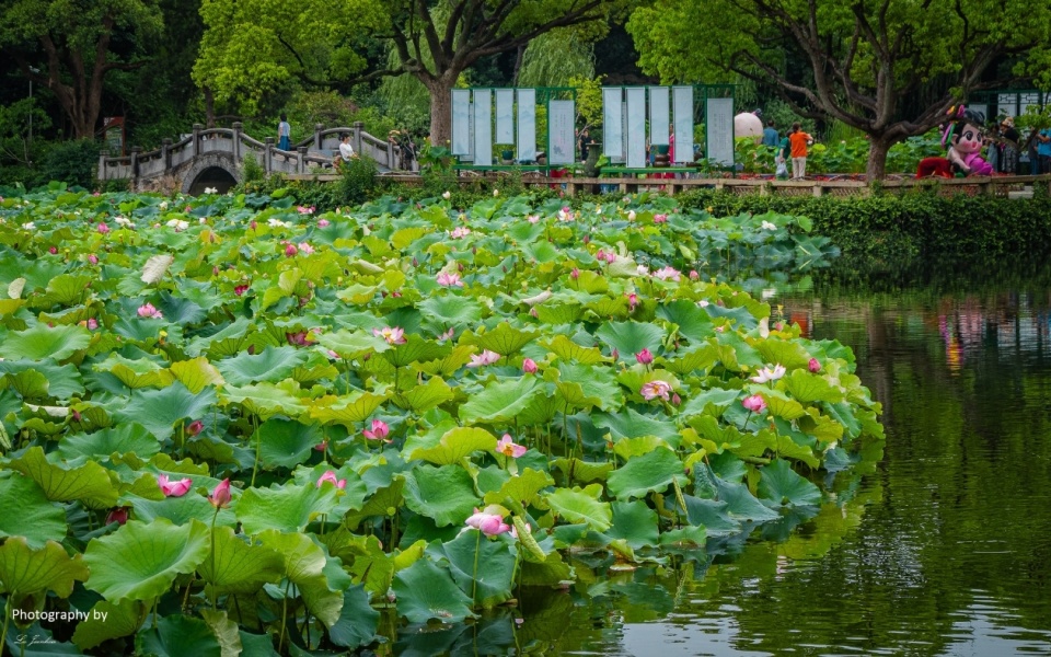 蠡园夏日,一场雨后的惊喜,让空气变得清新,湿度恰到好处,荷花在雨水的