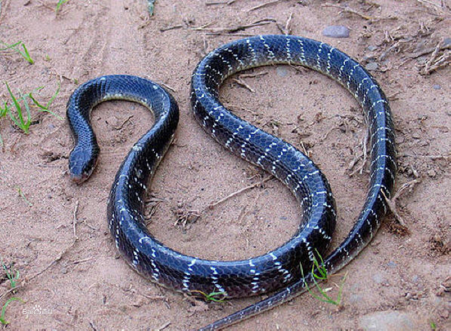 最毒的蛇十种图片