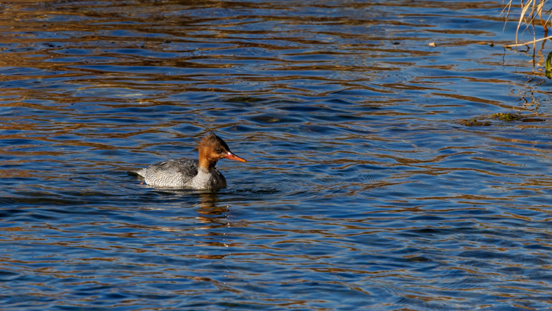 密云区首次发现中华秋沙鸭
