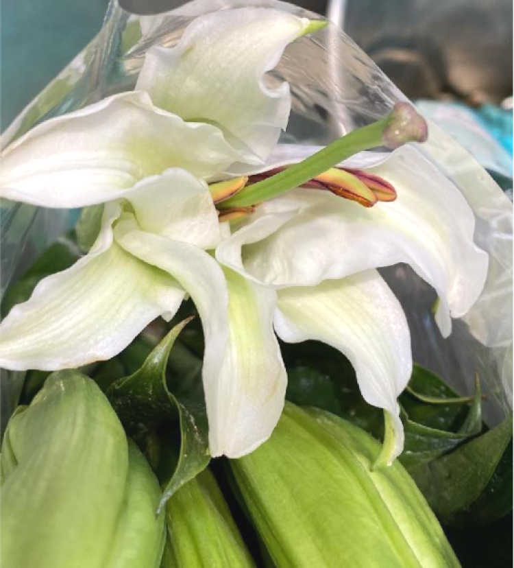 白色百合花冰清玉洁