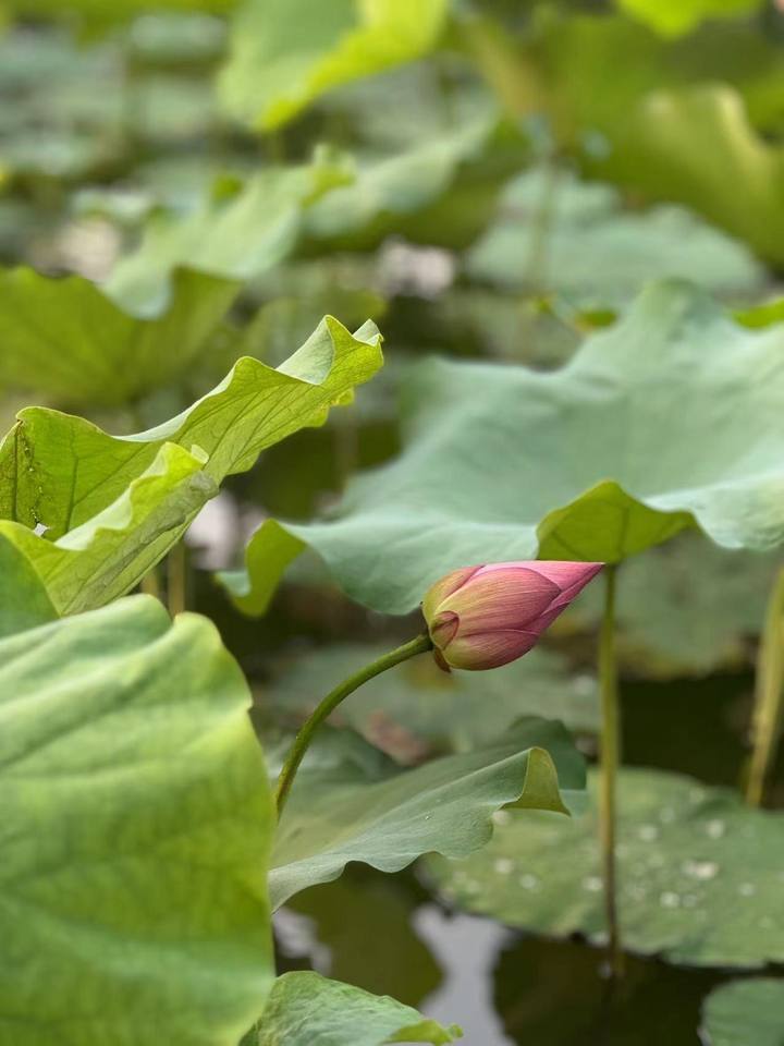 晚潮 | 此时西湖,荷风正拂过