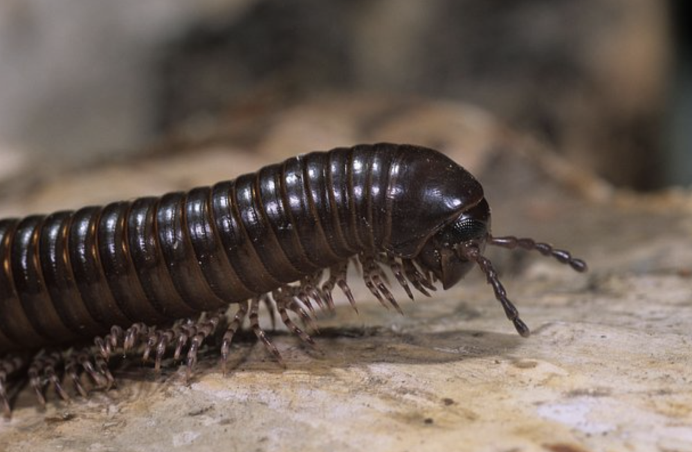 5厘米的巨型蜈蚣