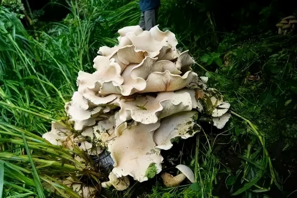 641