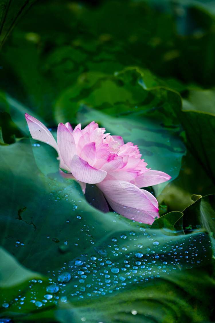 多重曝光的荷花会说话