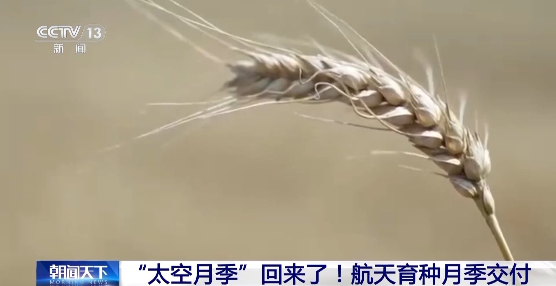 “太空月季”回來了！首批航天誘變月季種子交付南陽 - 