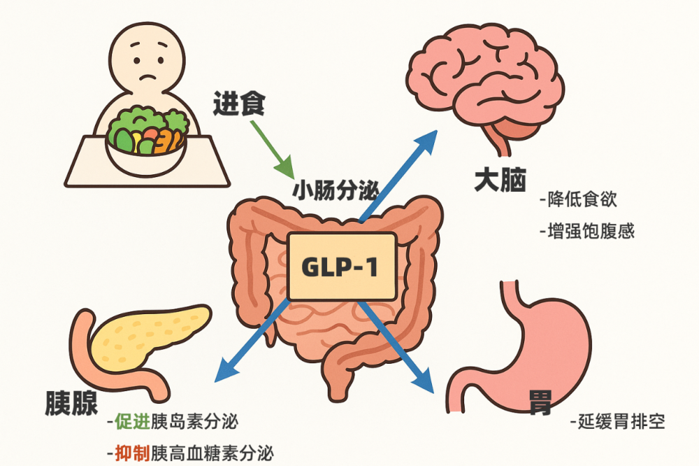 瘦瘦针」不用打！吃对这些食物，帮助身体自然产生GLP-1，养出「易瘦体质」