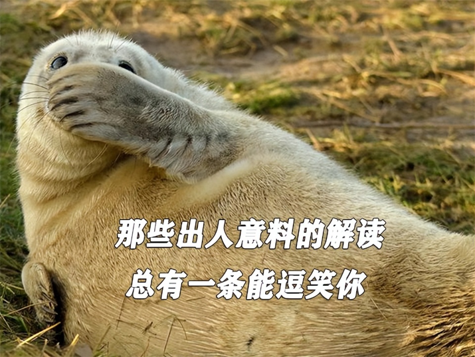 那些出人意料的解读，总有一条能逗笑你_腾讯新闻