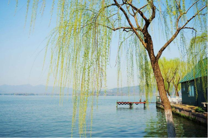 山东人清明戴柳,居然还与一女子冤案有关?_腾讯新闻