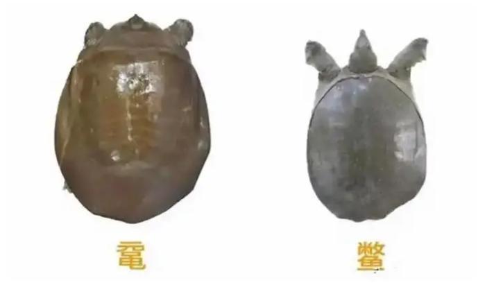 潮州男子发现野生韩江鼋，足有脸盆那么大！近乎灭绝的“水中大熊猫”_腾讯新闻