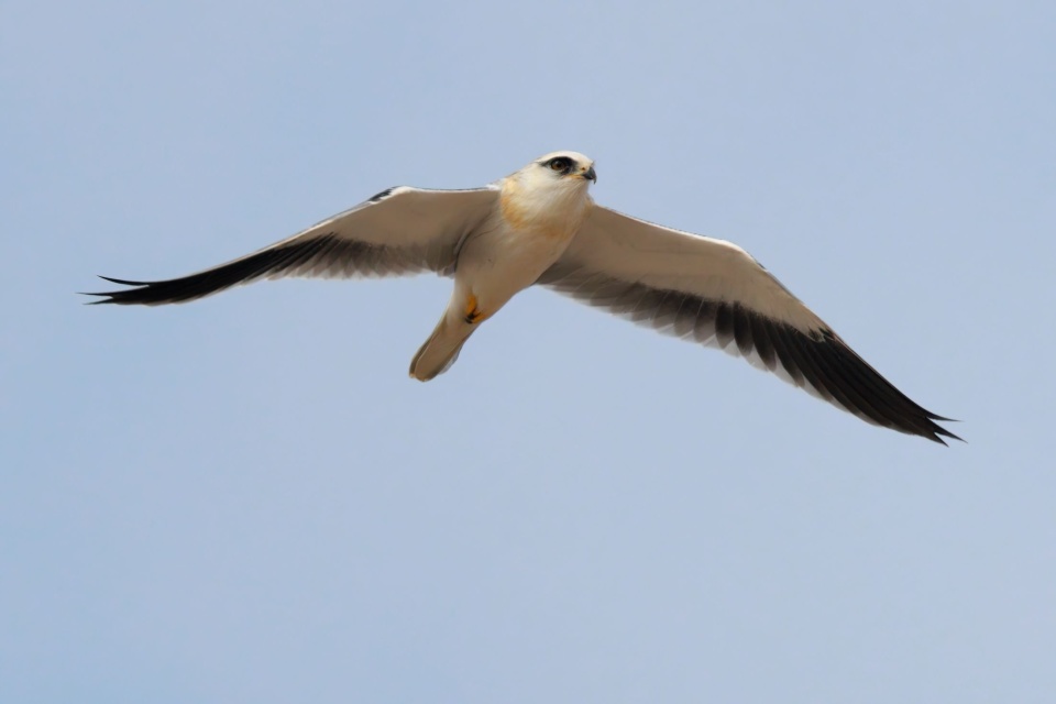 "鸟中大熊猫"黑鹳连续十年赴约武汉天兴洲_腾讯新闻