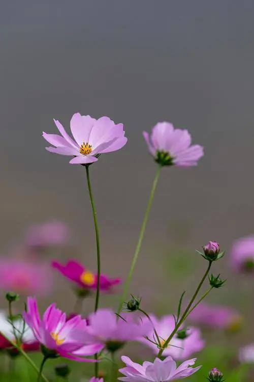 格桑花图案图片