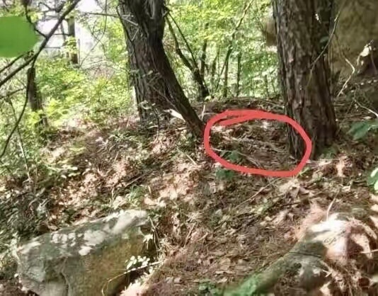 山东常见的大型蝮蛇