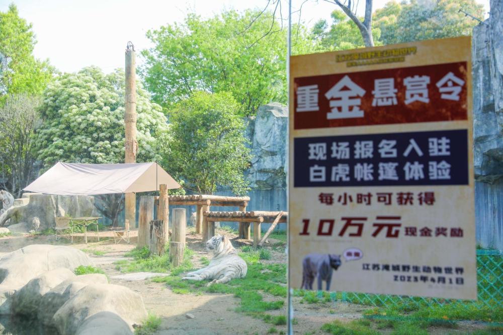 “与白虎同住每小时奖10万”活动被喊停，动物园：老虎将帐子撕毁