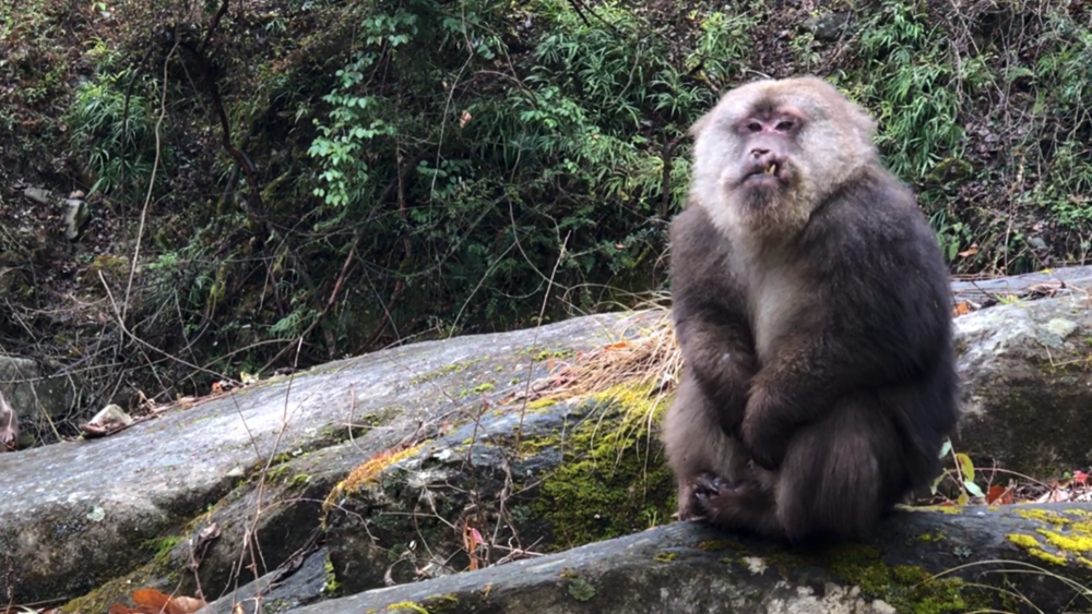安徽一景区猴子偷贡品打小狗,藏酋猴:我们并非天生的泼猴_腾讯新闻