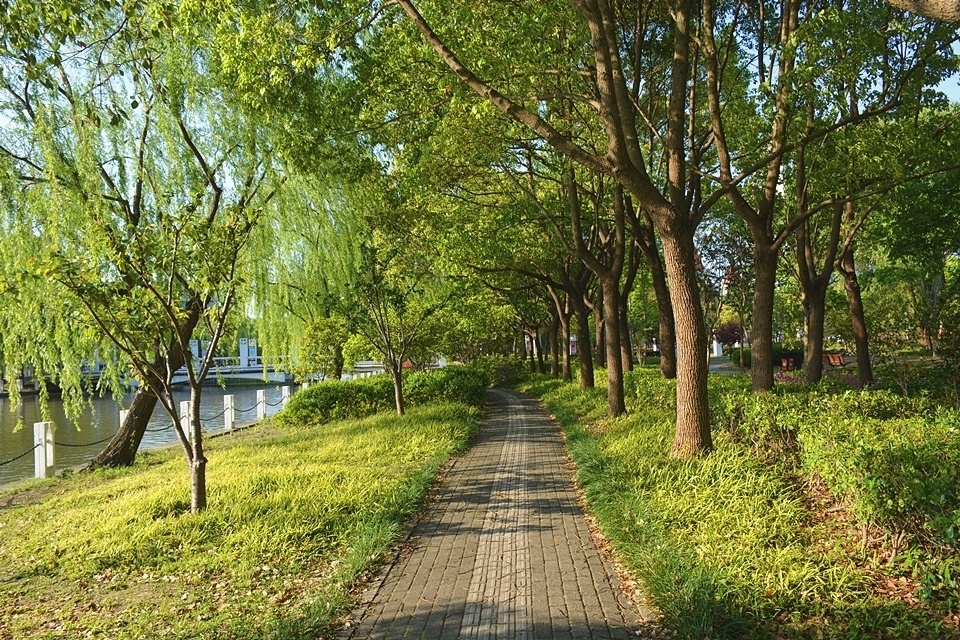 初夏的思贤公园光影