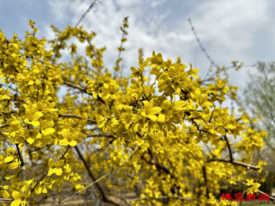 连翘花开满枝黄