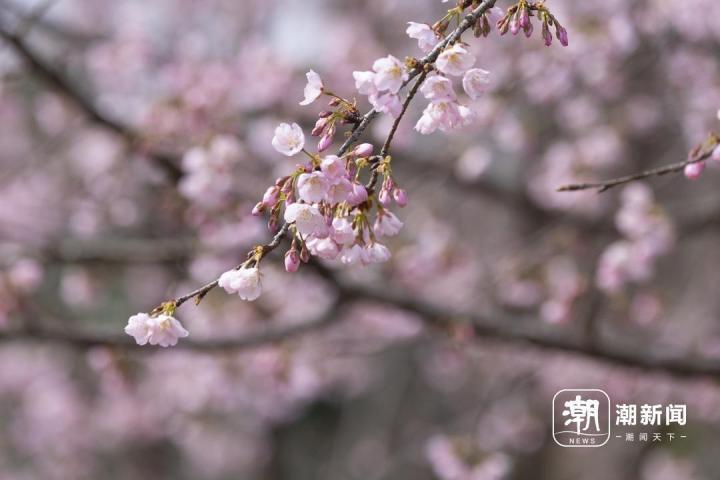 杭州第一波早樱盛开!樱梅同框,浪漫满屏_腾讯新闻