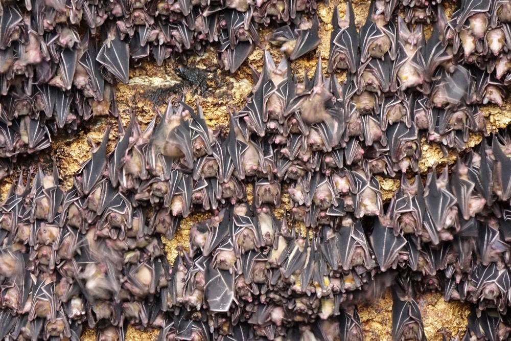 蝙蝠去哪儿了?新研究揭开非洲野生动物保护的盲点